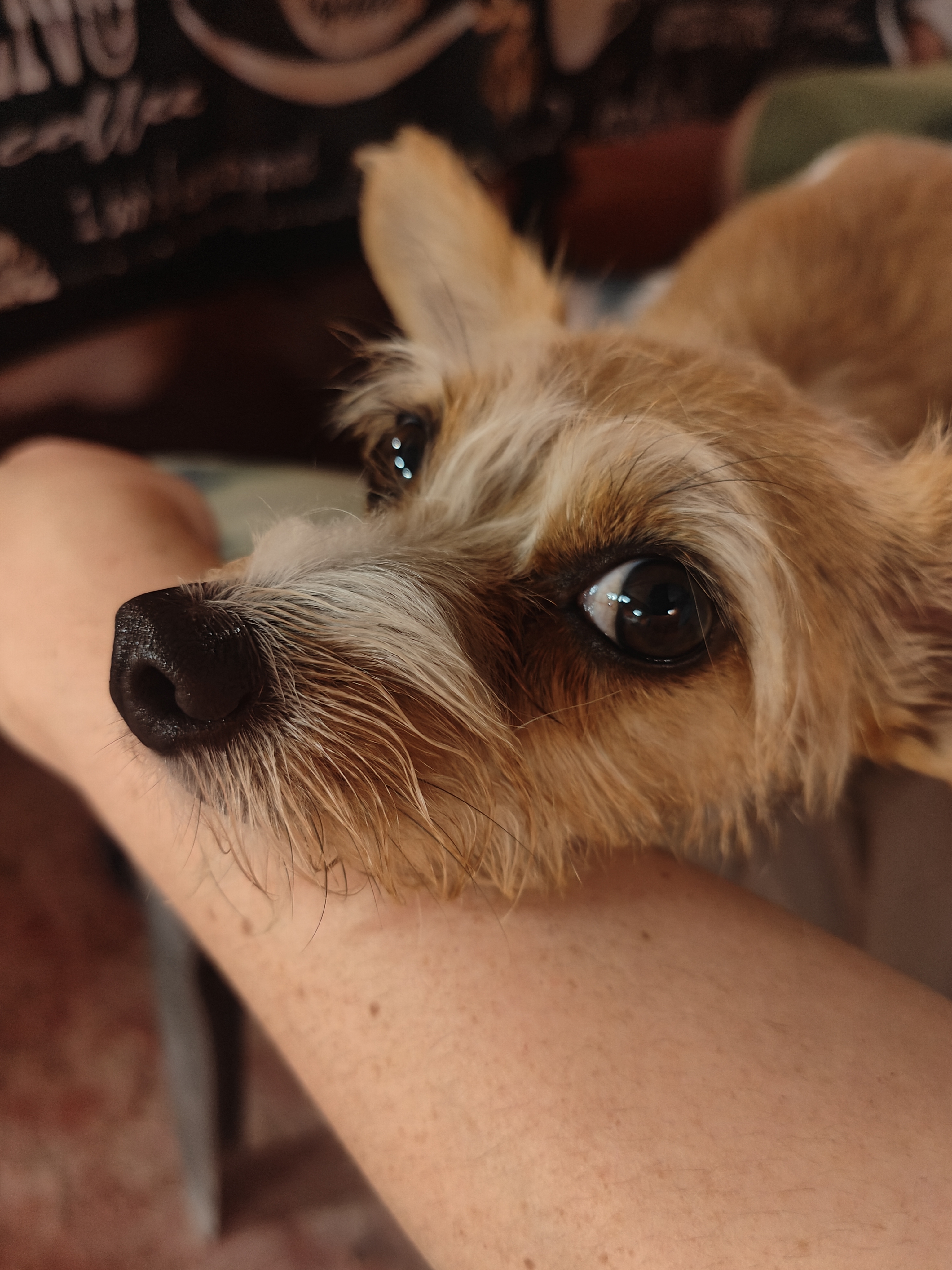 Mascota en guardería en casa